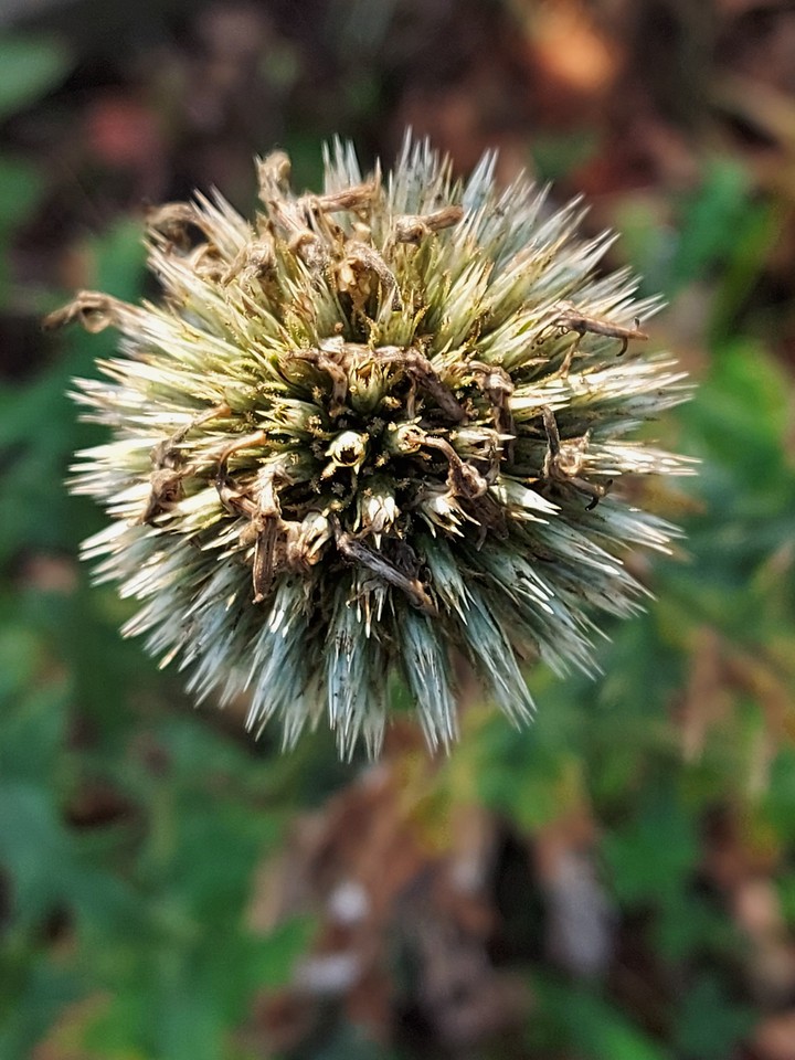 Distel