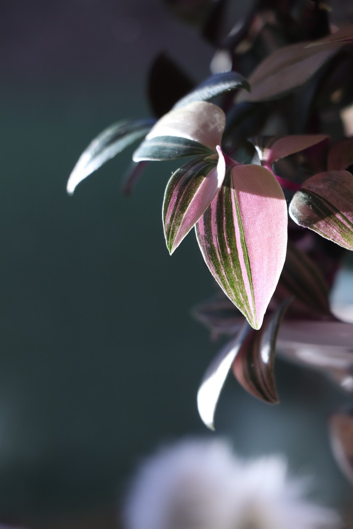Trandescantia tricolour