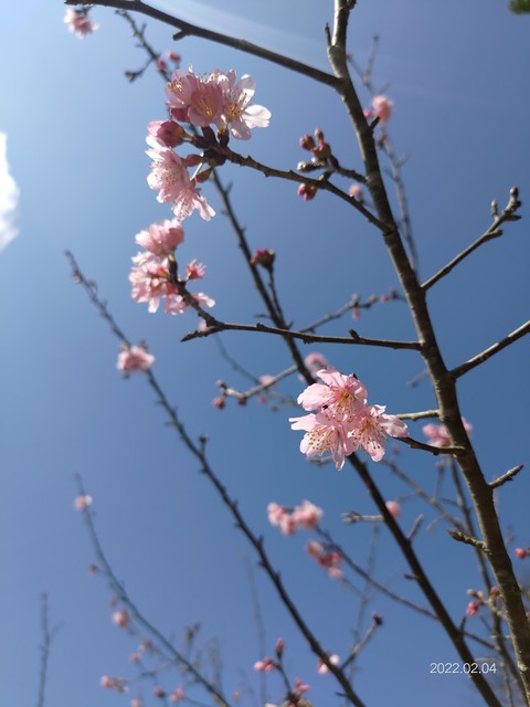 櫻花