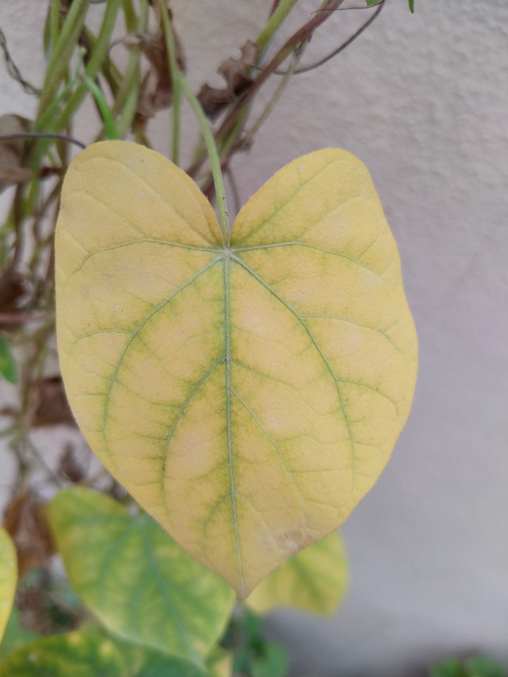Yellow leaf