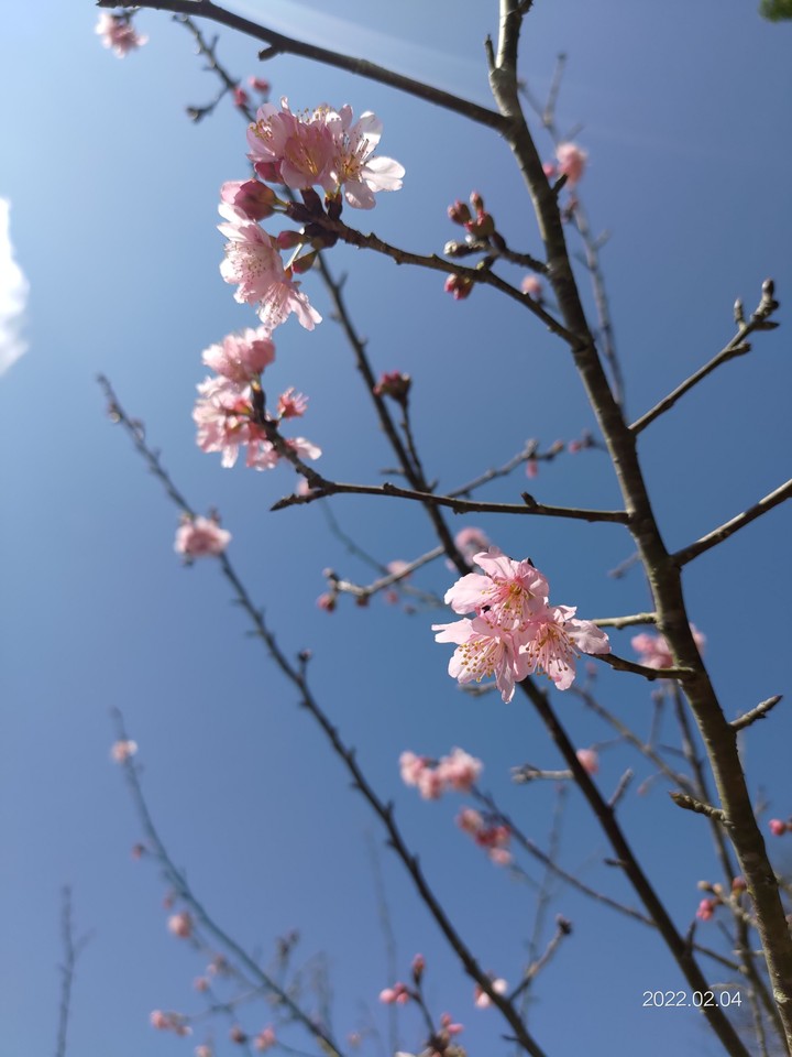 櫻花