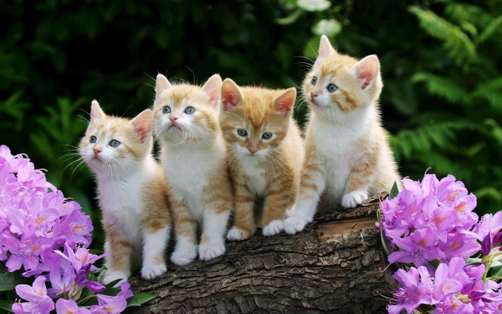 cute cats