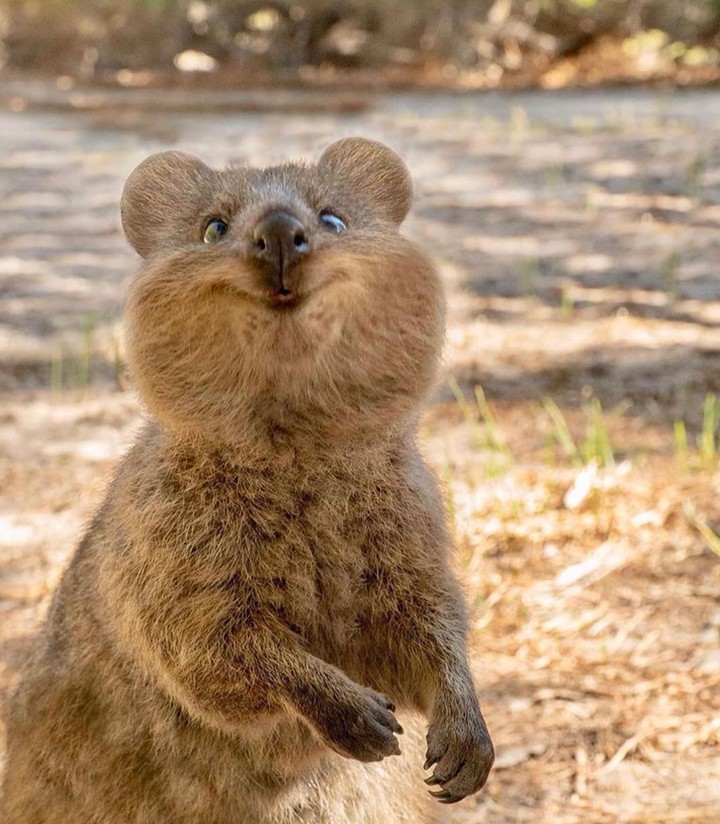 QUOKKA