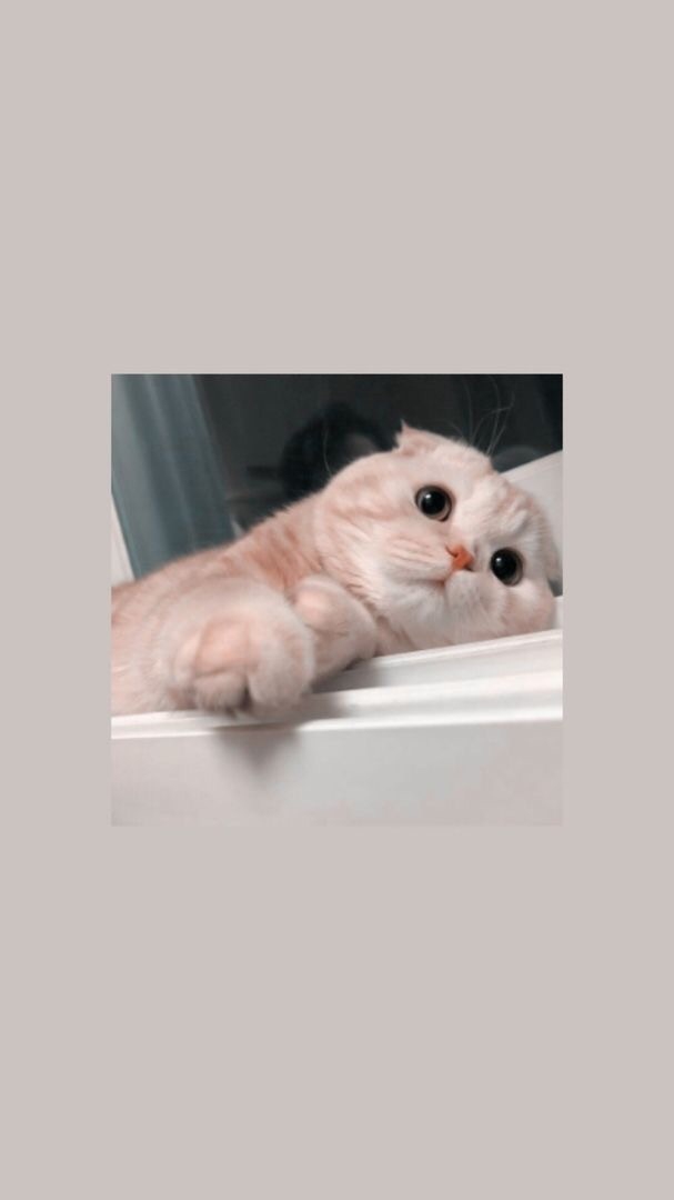 обои