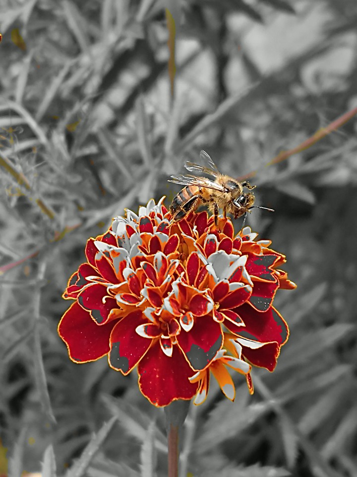 Abeja