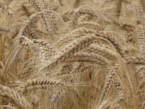 agriculture, Close-up háttérképek