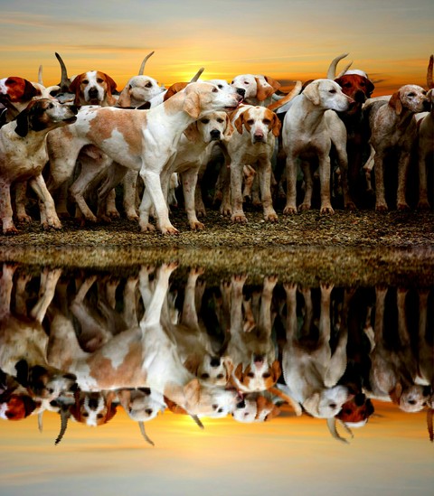 Reflection of the Hounds