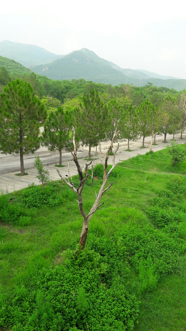 green beauty (Isb)