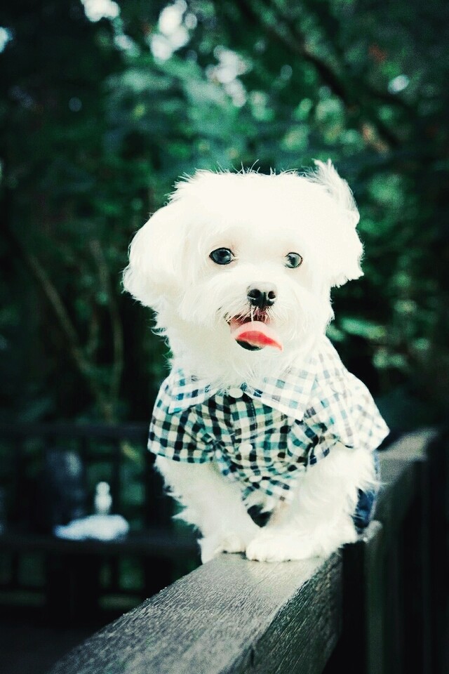 expencive dog