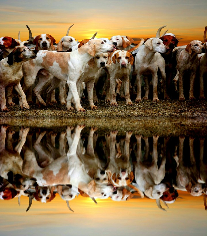 Reflection of the Hounds