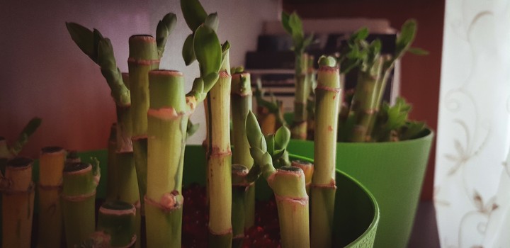 bamboo