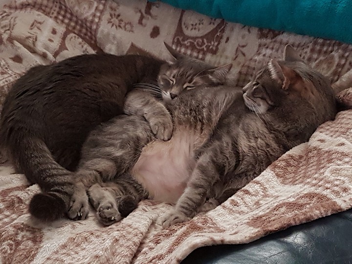 i gemelli