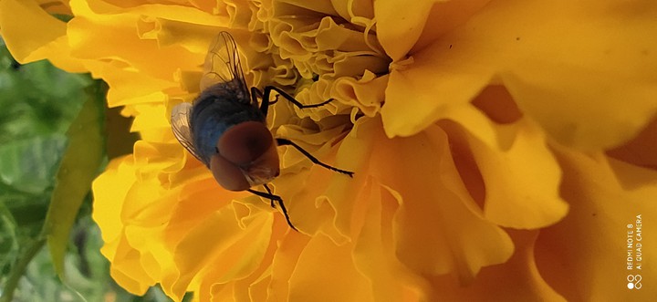 idle fly