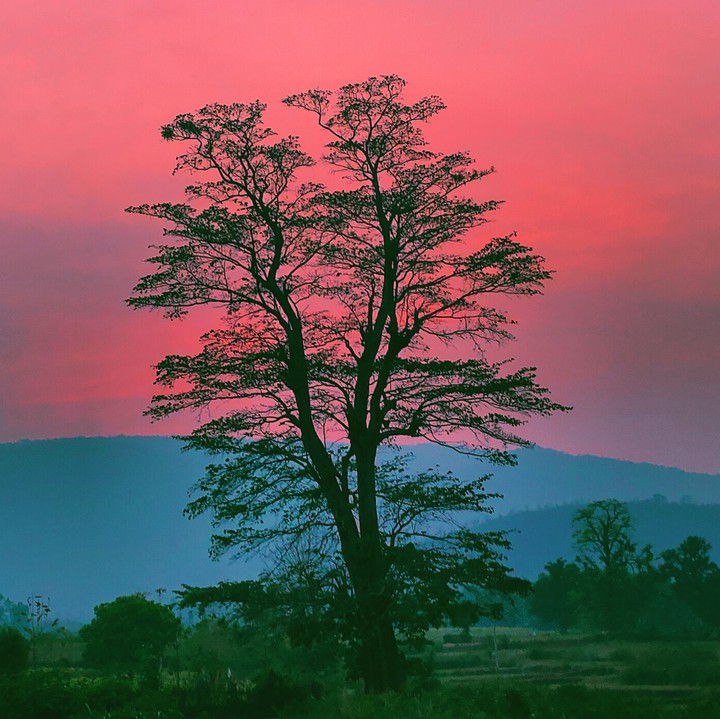 nature art