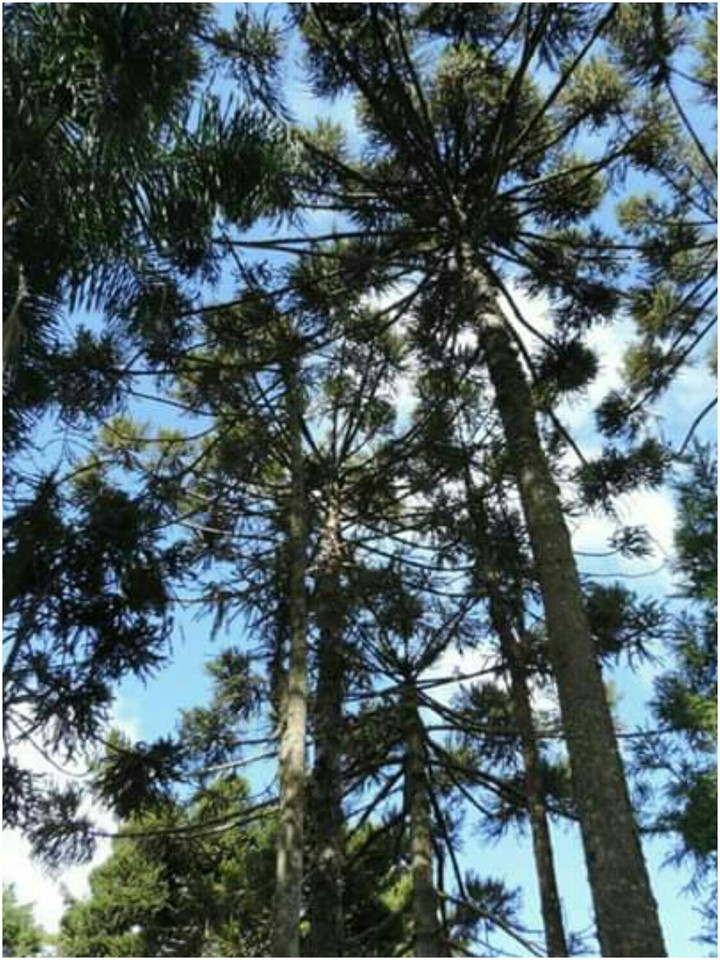 Araucárias