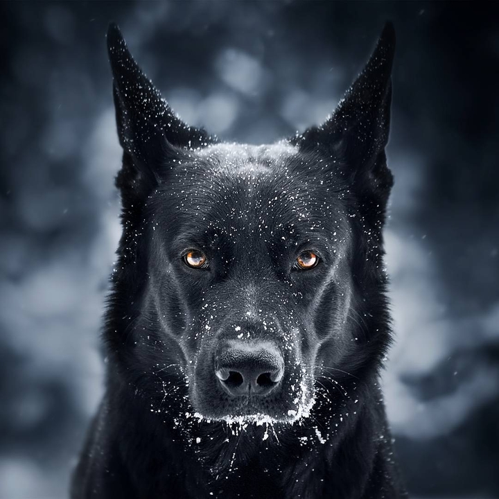 собака