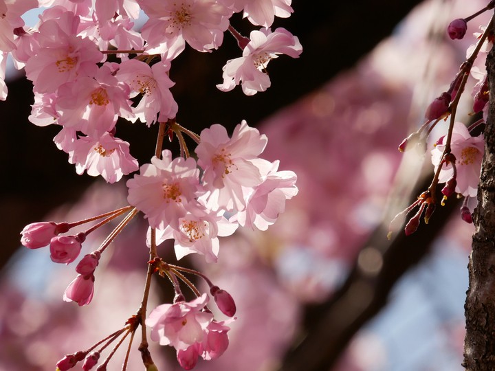 cherryblossom