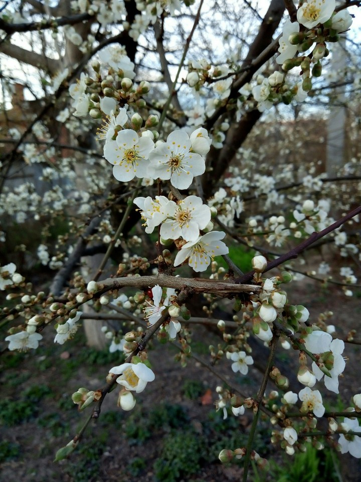 spring