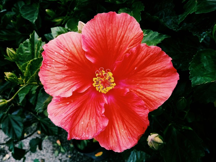· f l o w e r ·