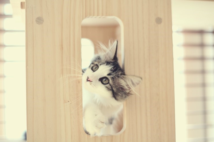 cat
