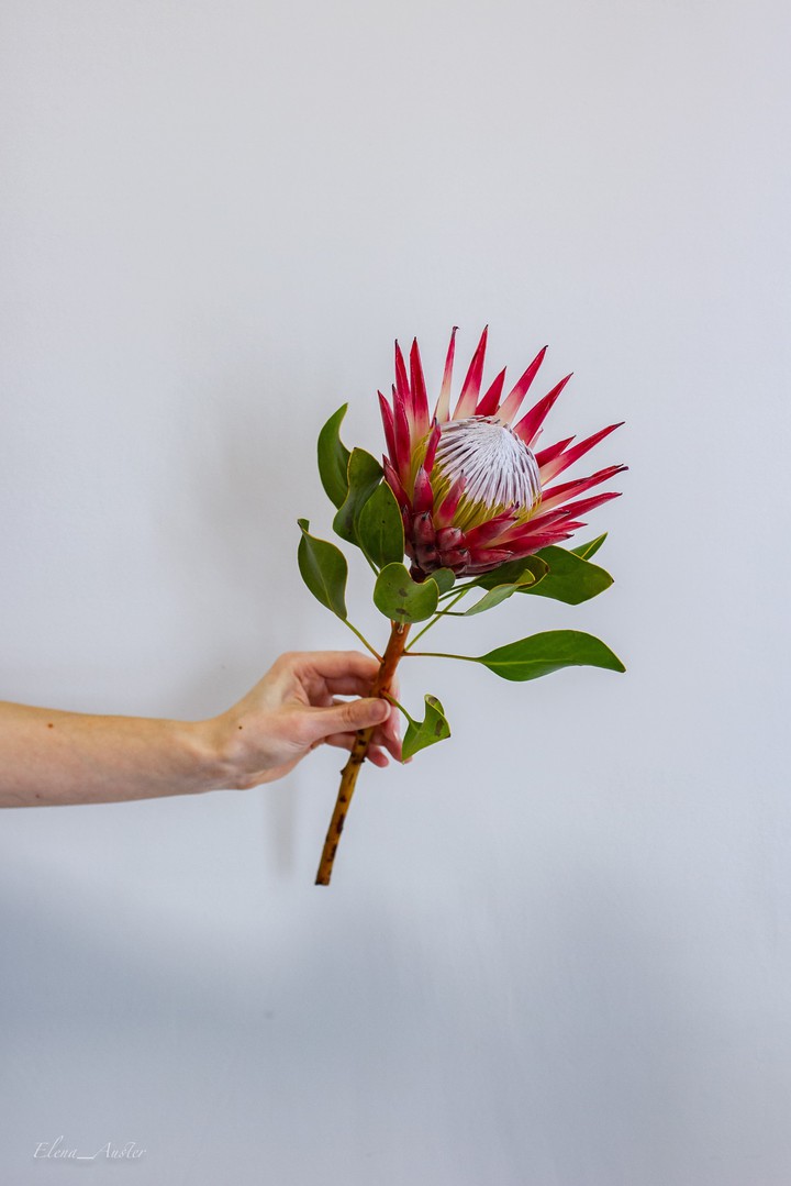 protea