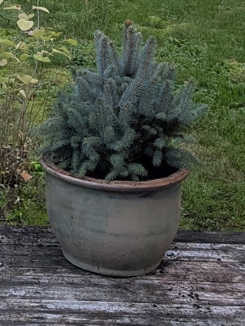 Colorado Blue Spruce