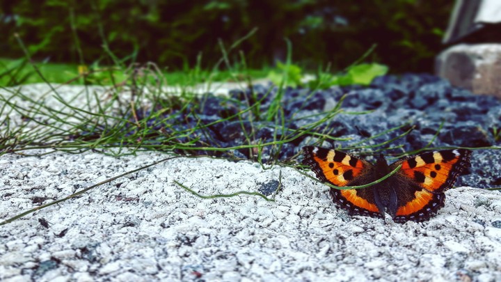 butterfly
