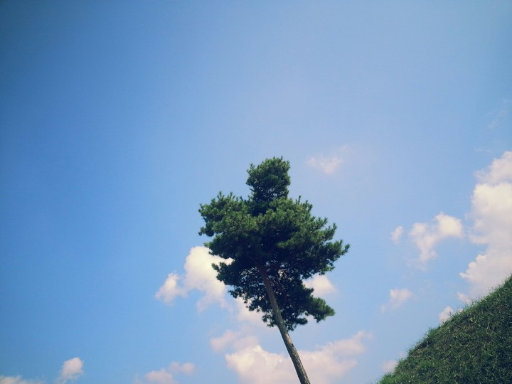 tree
