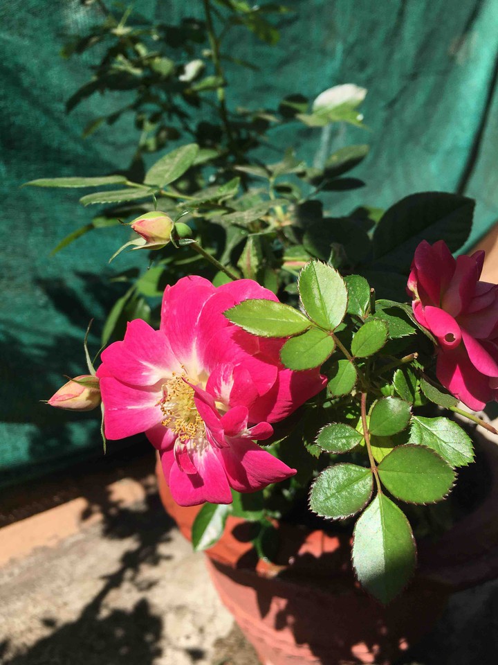 Rose