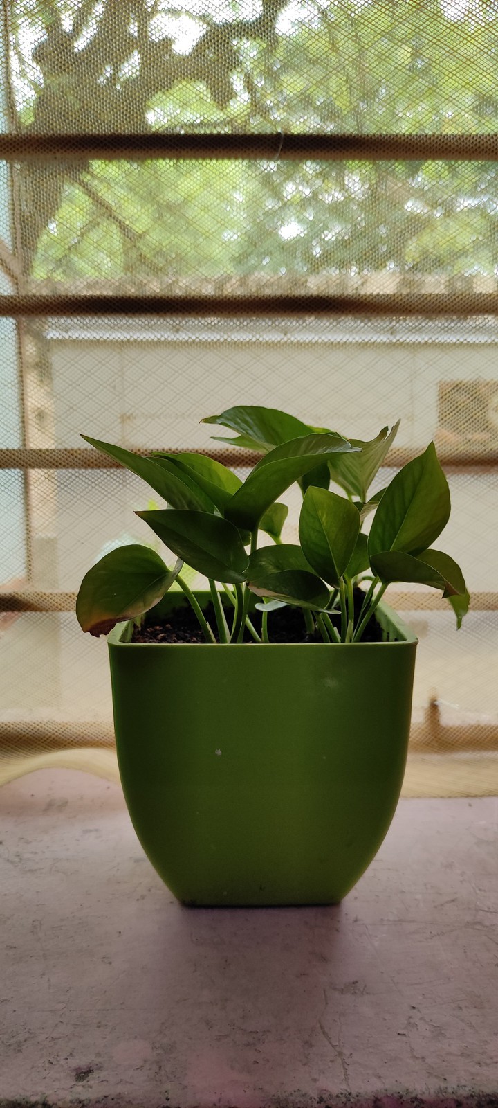 Plant