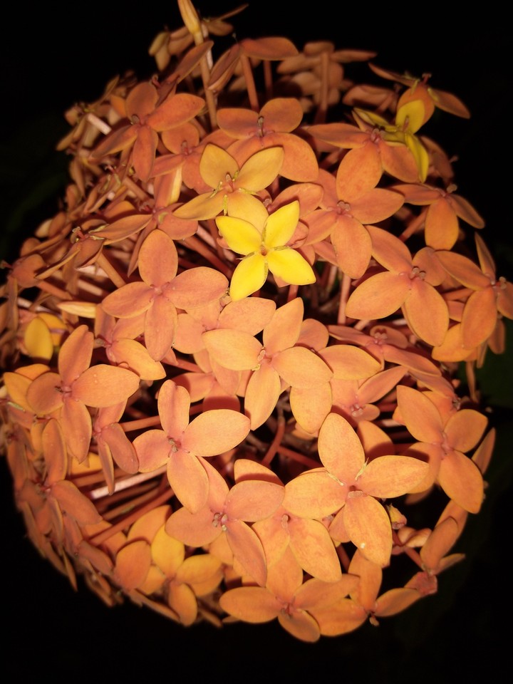FLOWER