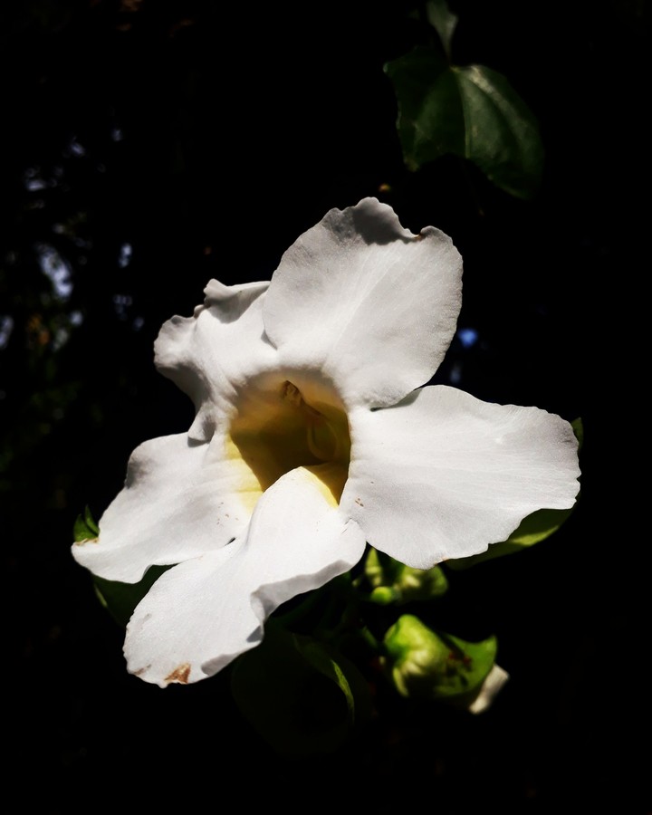 White Flower