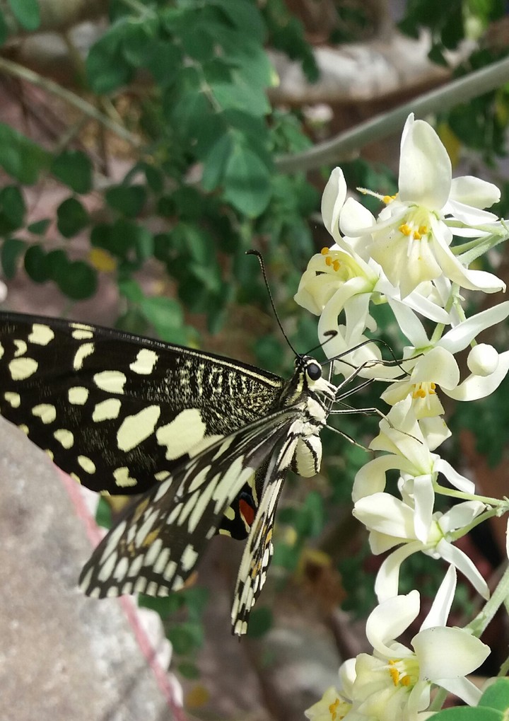 butterfly