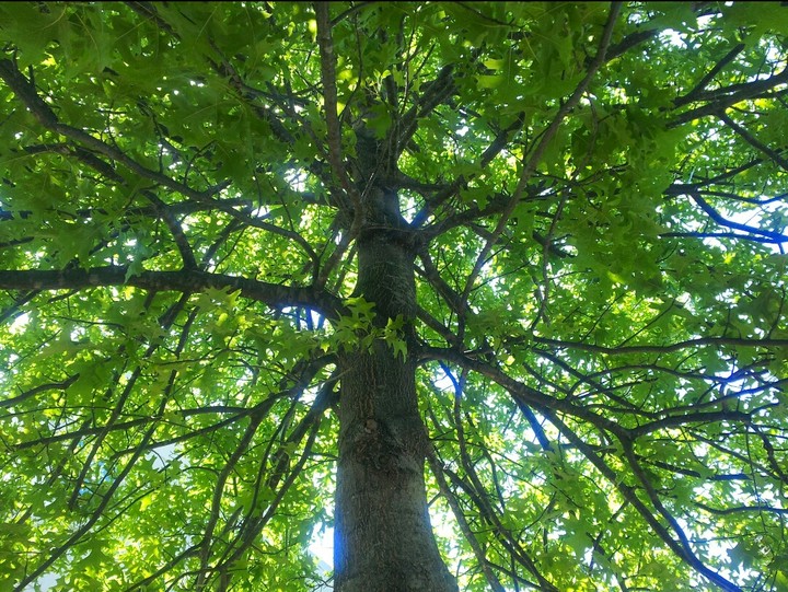 nature