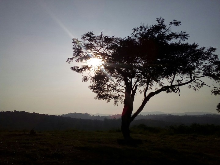 Tree of life