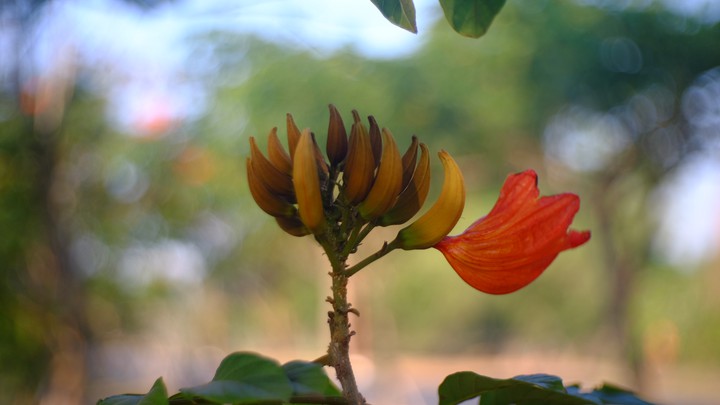 Butea monosperma