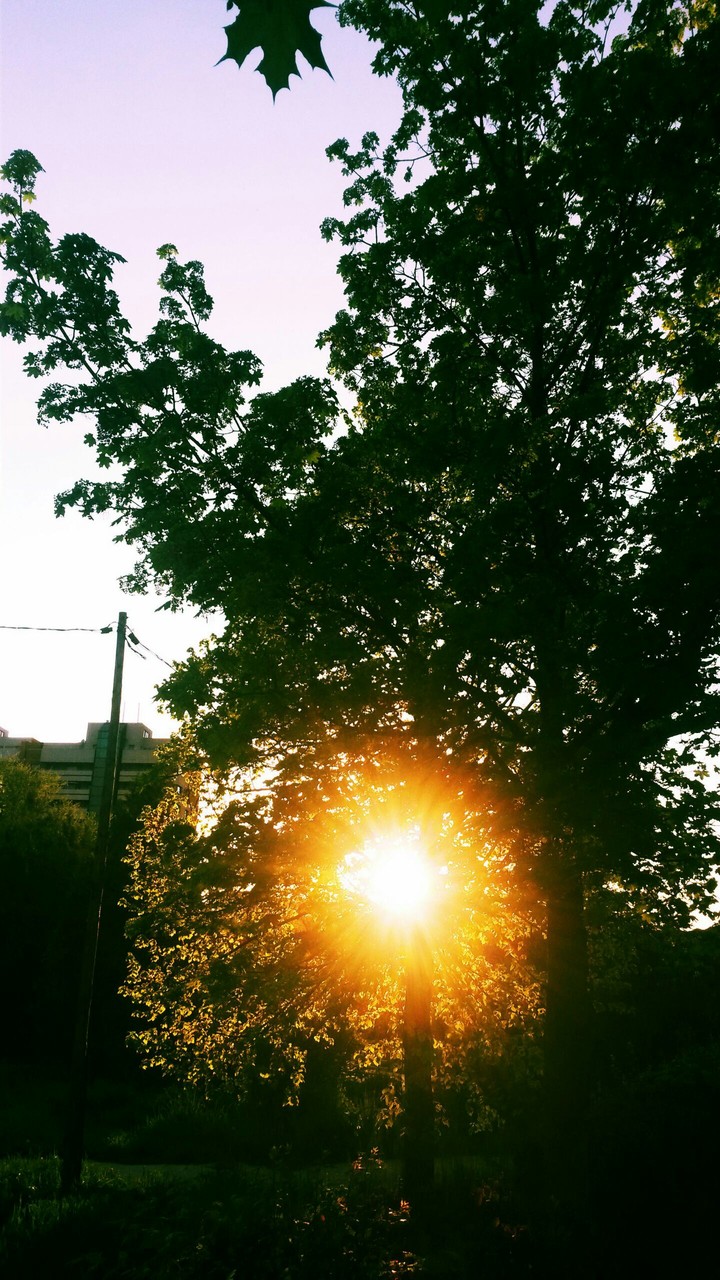 Sunset through leaves