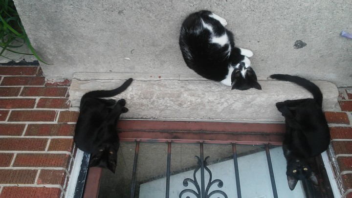 look at my twin's boys cat with there mom Cody and Max