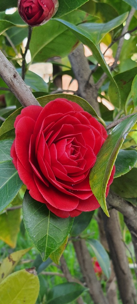 ταπετσαρίες rose, red