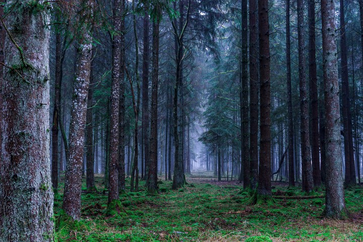 forest