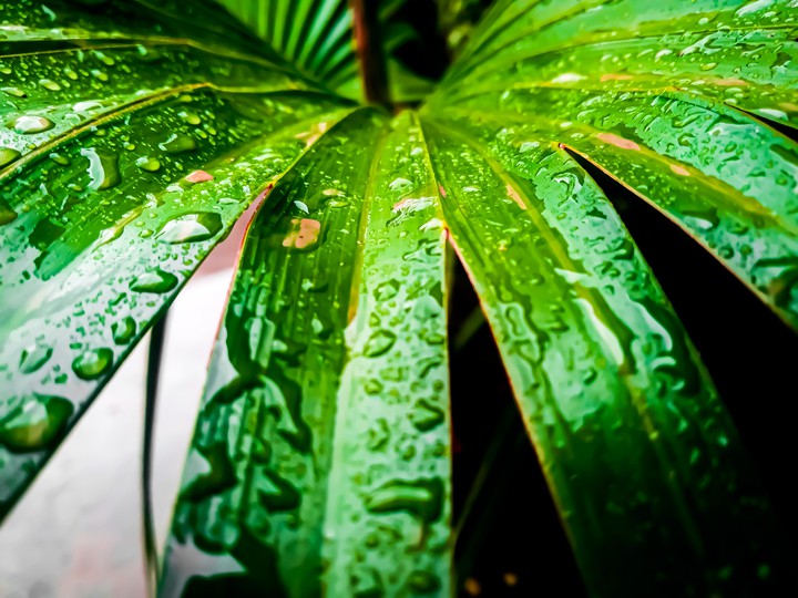 Rain dropes on a green leaf