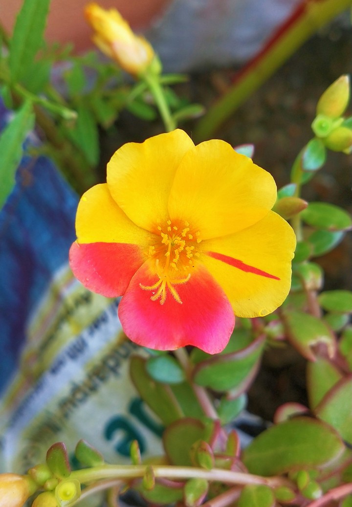 pollination
