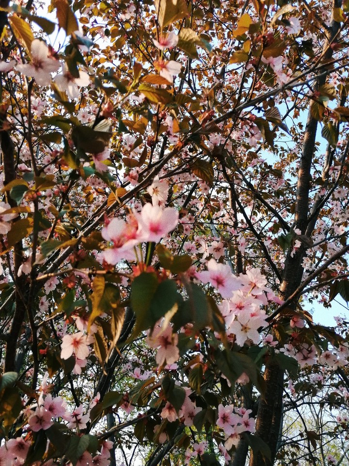 Blossom