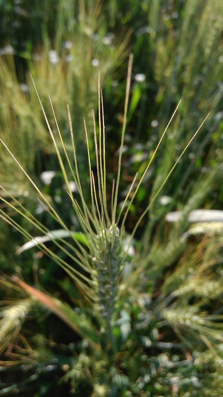 wheat