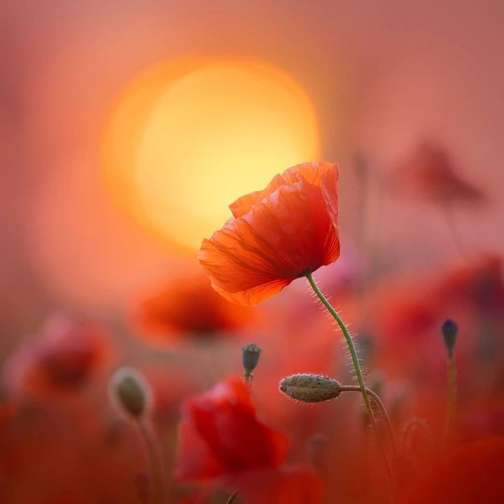 #flowers