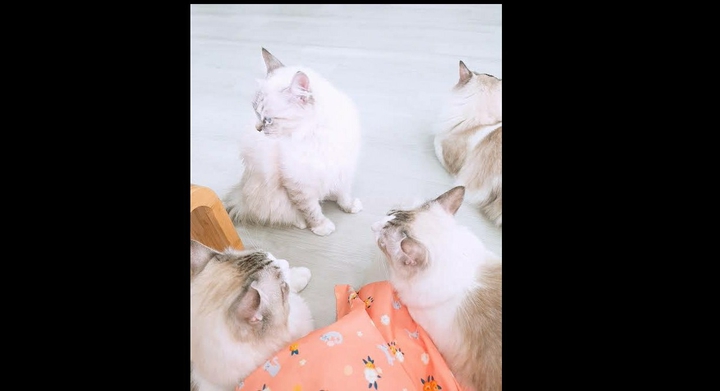 소심한 고양이