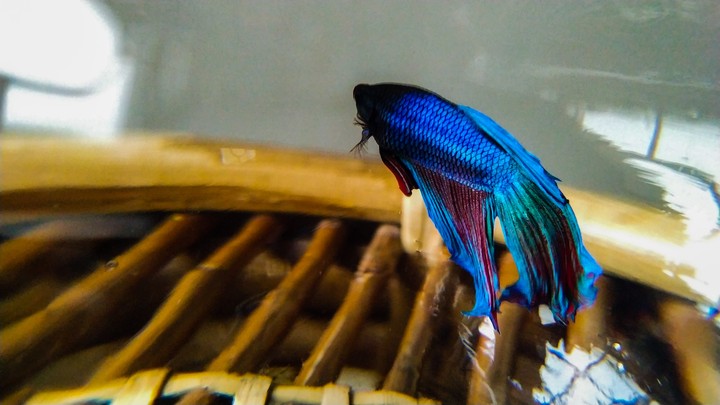 Fish