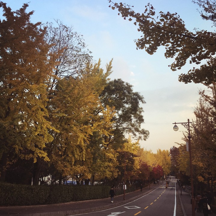 Road with ginko trees