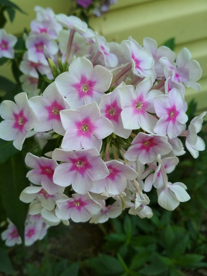Unusual coloring