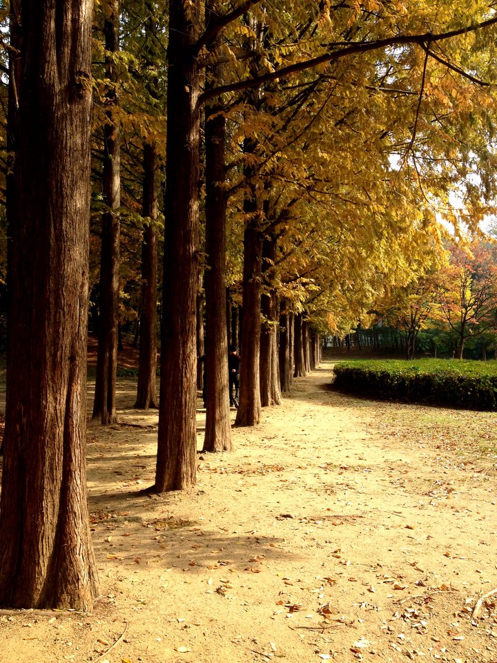 metasequoia in the park